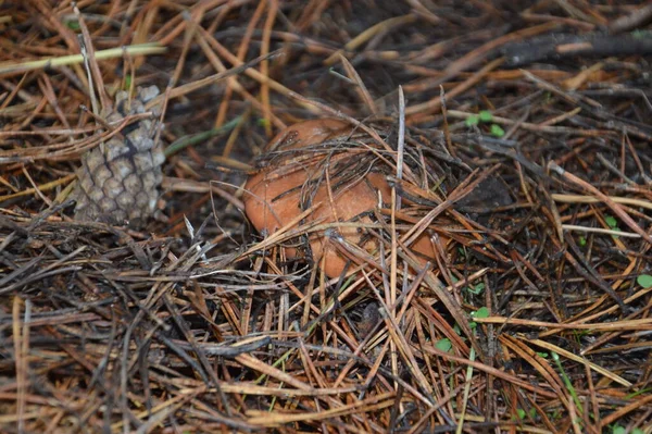 森の中で雨の後の秋の季節にキノコ狩り — ストック写真