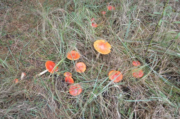 Paddenstoelen Plukken Herfst Seizoen Regen Een Bos — Stockfoto