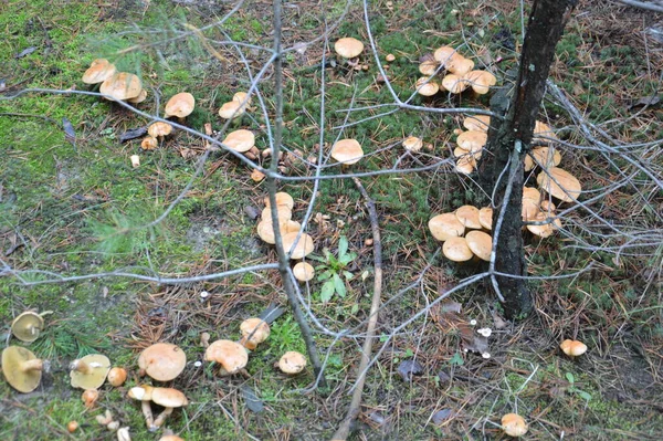 Mushroom Picking Autumn Season Rain Forest — Stock Photo, Image