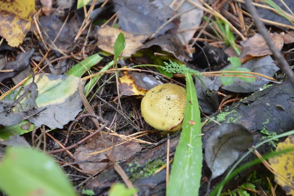 Recogida Hongos Temporada Otoño Después Lluvia Bosque — Foto de Stock