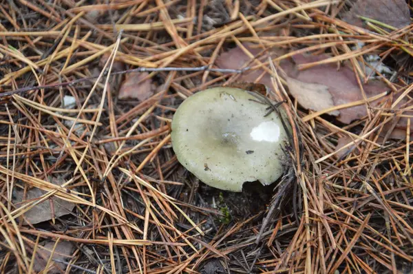蘑菇采摘在秋天的季节里 雨后在森林里 — 图库照片