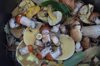 Ormanda sonbahar mevsiminde yağmur sonrası mantar toplama