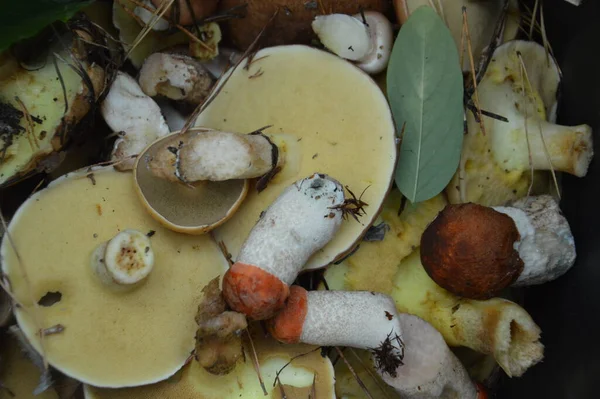 Recogida Hongos Temporada Otoño Después Lluvia Bosque — Foto de Stock