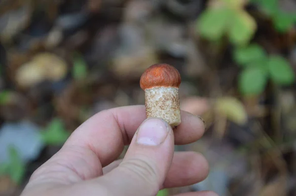 森の中で雨の後の秋の季節にキノコ狩り — ストック写真