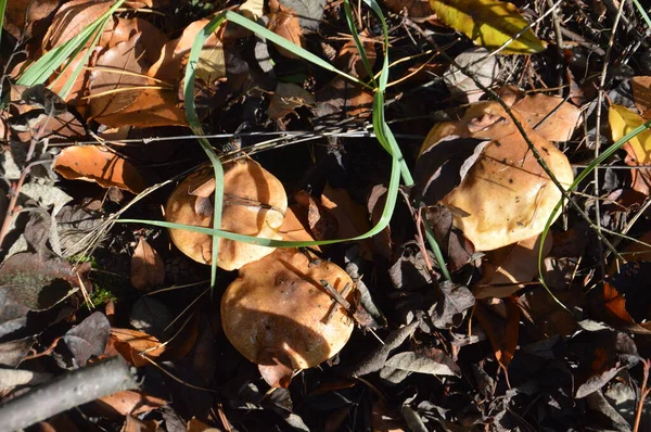 Colheita Cogumelos Estação Outono Depois Chuva Uma Floresta — Fotografia de Stock
