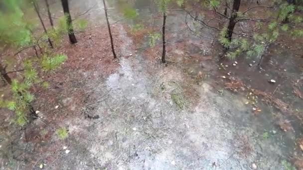 Σταγόνες Βροχής Στάζουν Στο Δάσος Και Λιμνούλες Έχουν Σχηματιστεί — Αρχείο Βίντεο