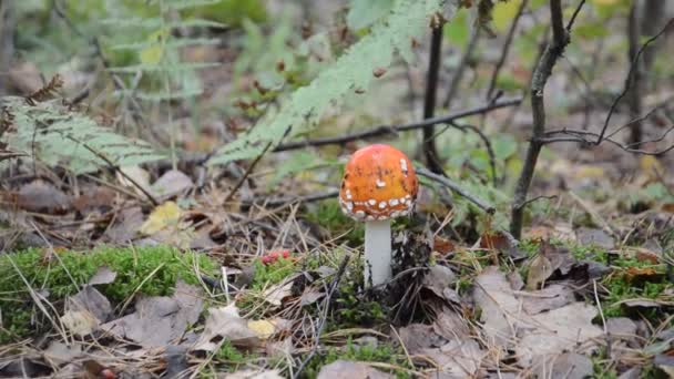 在森林中的达沙采摘蘑菇的季节 — 图库视频影像