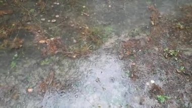 Ormanda yağmur damlaları ve su birikintileri oluştu.