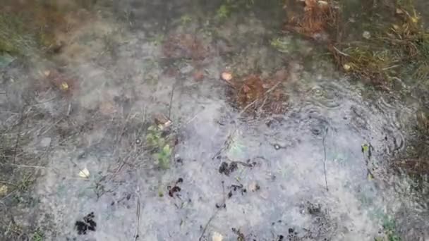 Σταγόνες Βροχής Στάζουν Στο Δάσος Και Λιμνούλες Έχουν Σχηματιστεί — Αρχείο Βίντεο