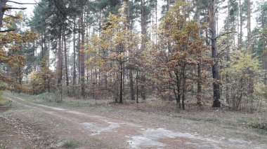 Ormanın ve ağaçların arka planındaki manzara yolu.