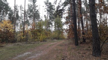 Ormanın ve ağaçların arka planındaki manzara yolu.