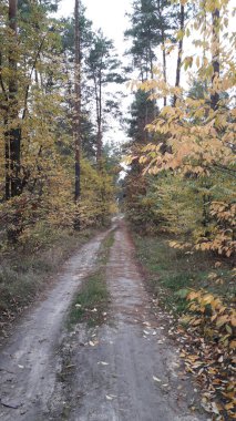 Ormanın ve ağaçların arka planındaki manzara yolu.