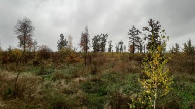 Sonbahar ormanlarının manzarası ve ağaçlar.
