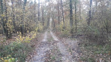 Ormanın ve ağaçların arka planındaki manzara yolu.