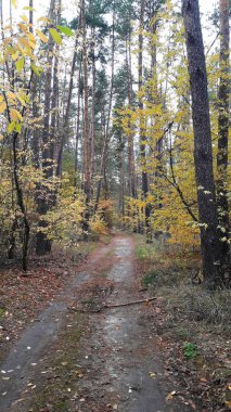 Ormanın ve ağaçların arka planındaki manzara yolu.
