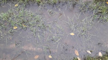 Ormanda düşen sonbahar yaprakları