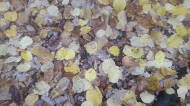 Ormanda düşen sonbahar yaprakları