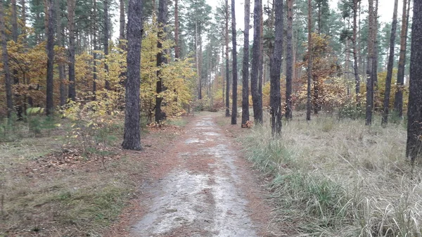 Route Paysage Arrière Plan Forêt Des Arbres — Photo