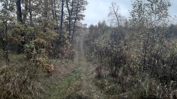 Landscape Autumn Forest Trees — Stock Photo, Image