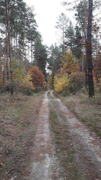 Landschapsweg Achtergrond Van Bos Bomen — Stockfoto