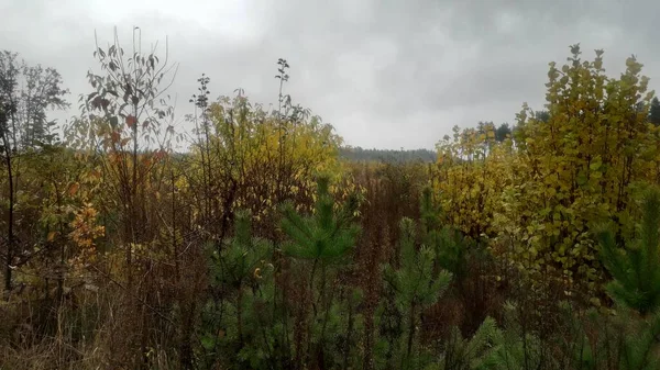 Krajina Podzimního Lesa Stromů — Stock fotografie