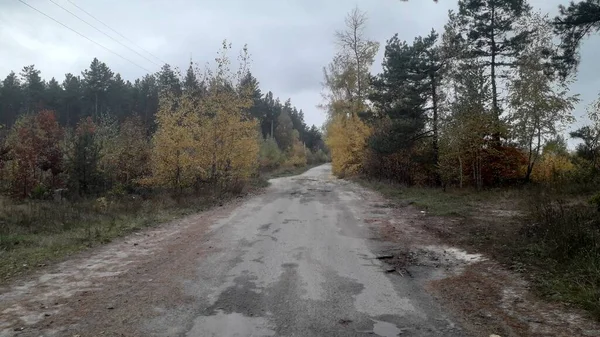 Landstraße Hintergrund Des Waldes Und Der Bäume — Stockfoto