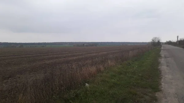 Ormanın Ağaçların Arka Planındaki Manzara Yolu — Stok fotoğraf