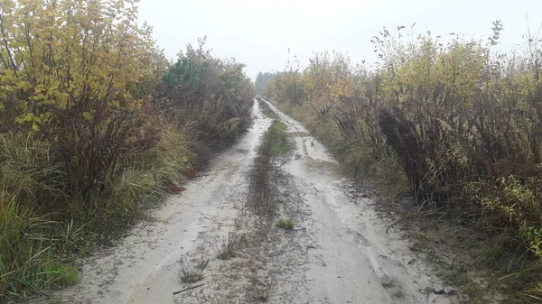 森や木を背景にした景観道路 — ストック写真