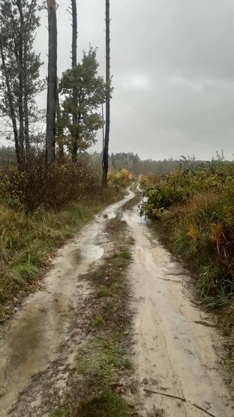 Ormanın Ağaçların Arka Planındaki Manzara Yolu — Stok fotoğraf