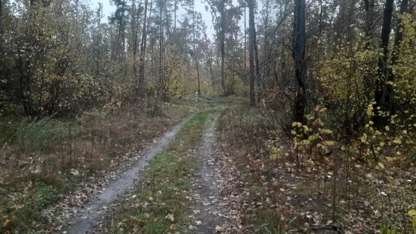 Landschapsweg Achtergrond Van Bos Bomen — Stockfoto