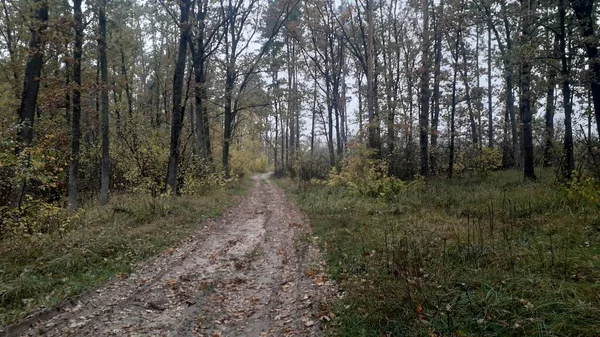 Camino Paisaje Fondo Del Bosque Los Árboles —  Fotos de Stock