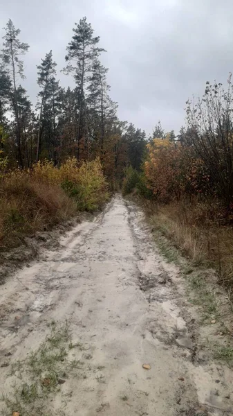 Krajinná Cesta Pozadí Lesa Stromů — Stock fotografie