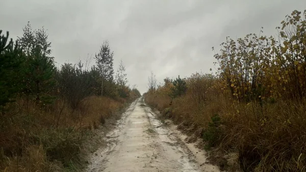 Landschapsweg Achtergrond Van Bos Bomen — Stockfoto