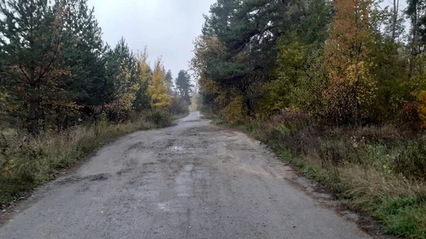 Camino Paisaje Fondo Del Bosque Los Árboles —  Fotos de Stock