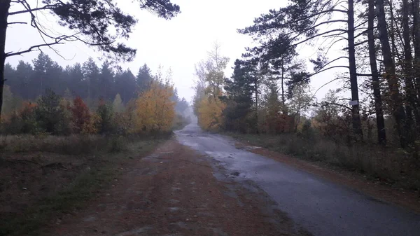 Landskapsväg Bakgrunden Skogen Och Träd — Stockfoto