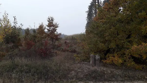 Die Landschaft Des Herbstwaldes Und Der Bäume — Stockfoto