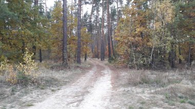 Ormanın ve ağaçların arka planındaki manzara yolu.