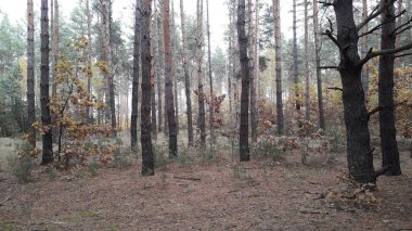 Sonbahar ormanlarının manzarası ve ağaçlar.