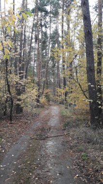 Ormanın ve ağaçların arka planındaki manzara yolu.