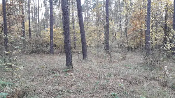 Landschap Van Herfst Bos Bomen — Stockfoto