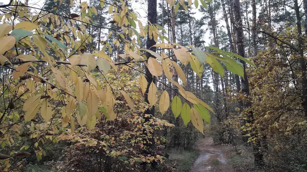 Krajina Podzimního Lesa Stromů — Stock fotografie