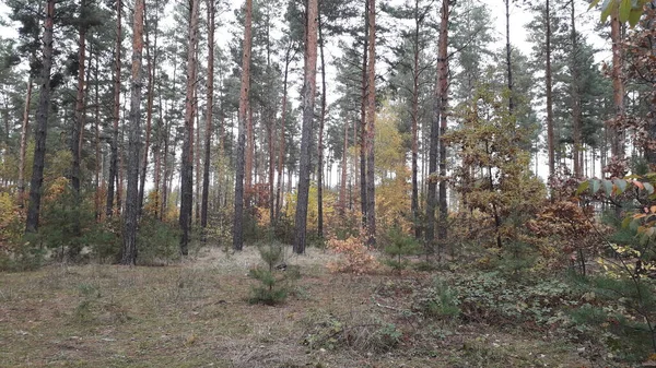 Die Landschaft Des Herbstwaldes Und Der Bäume — Stockfoto
