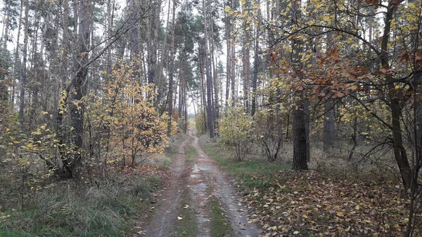 Landskapsväg Bakgrunden Skogen Och Träd — Stockfoto