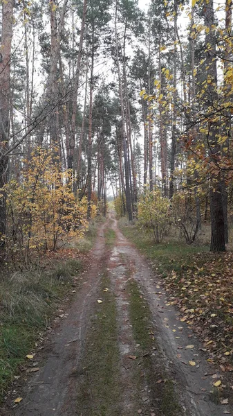 Strada Del Paesaggio Sullo Sfondo Della Foresta Degli Alberi — Foto Stock