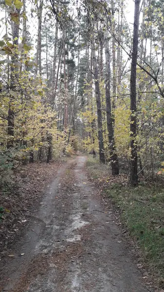 Ormanın Ağaçların Arka Planındaki Manzara Yolu — Stok fotoğraf