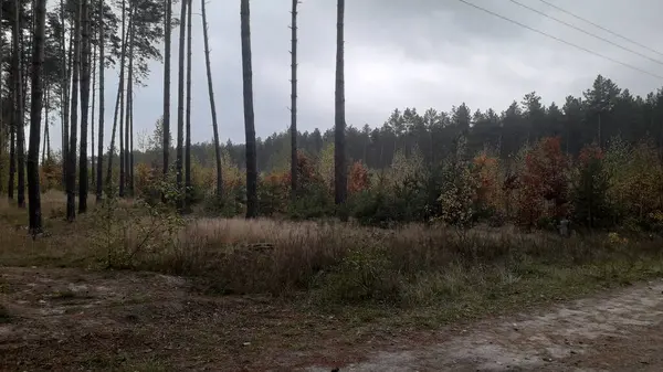 Пейзаж Осеннего Леса Деревья — стоковое фото