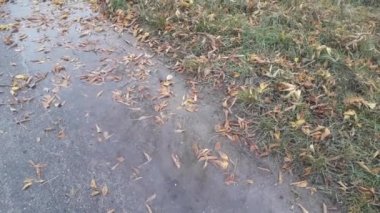 Sonbaharda asfalta ve toprağa yağmur damlıyor.