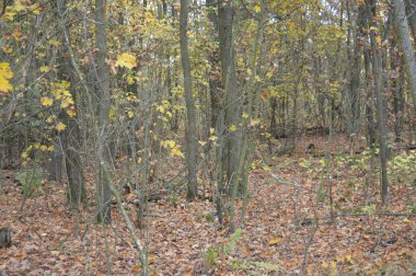 Sonbaharın sonlarında ormanın manzarası