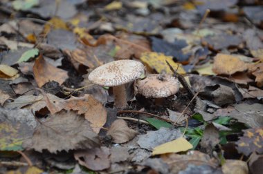 Yapraklar ve zemin üzerinde sonbahar mantarları