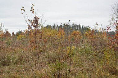 Sonbaharın sonlarında ormanın manzarası